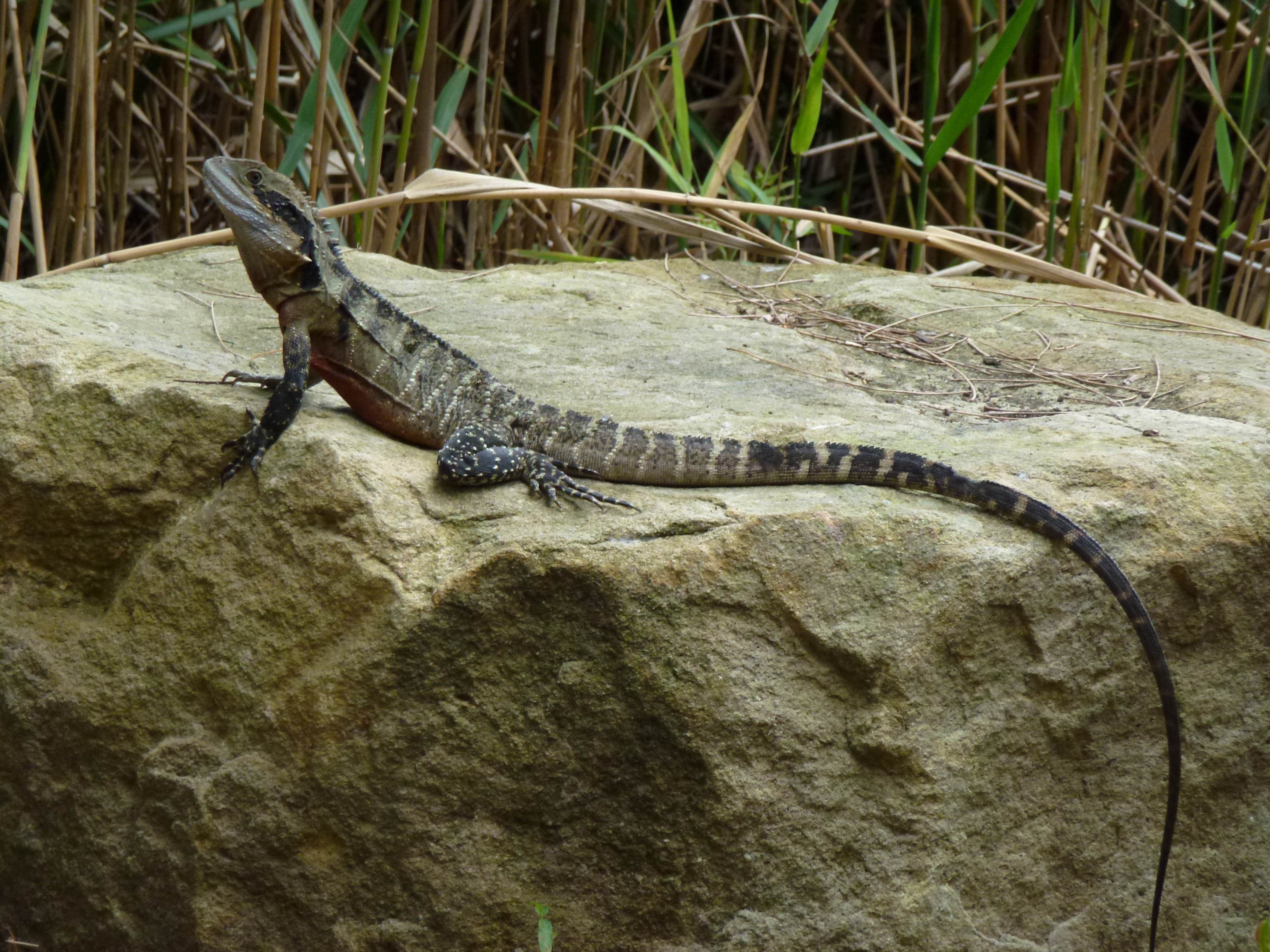 Eastern Water Dragon