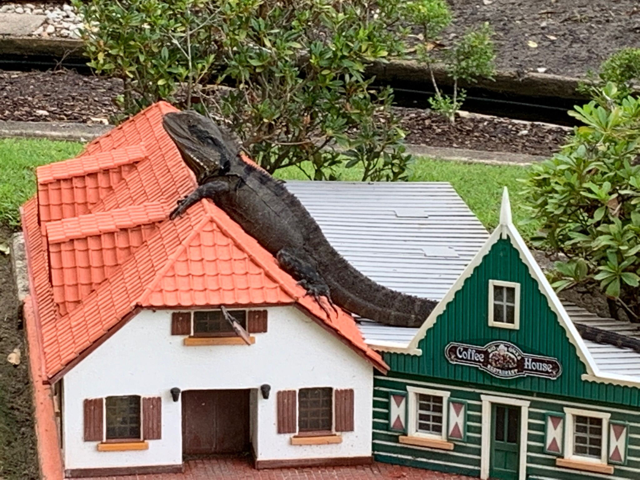 Water Dragon “Attacks” Village.