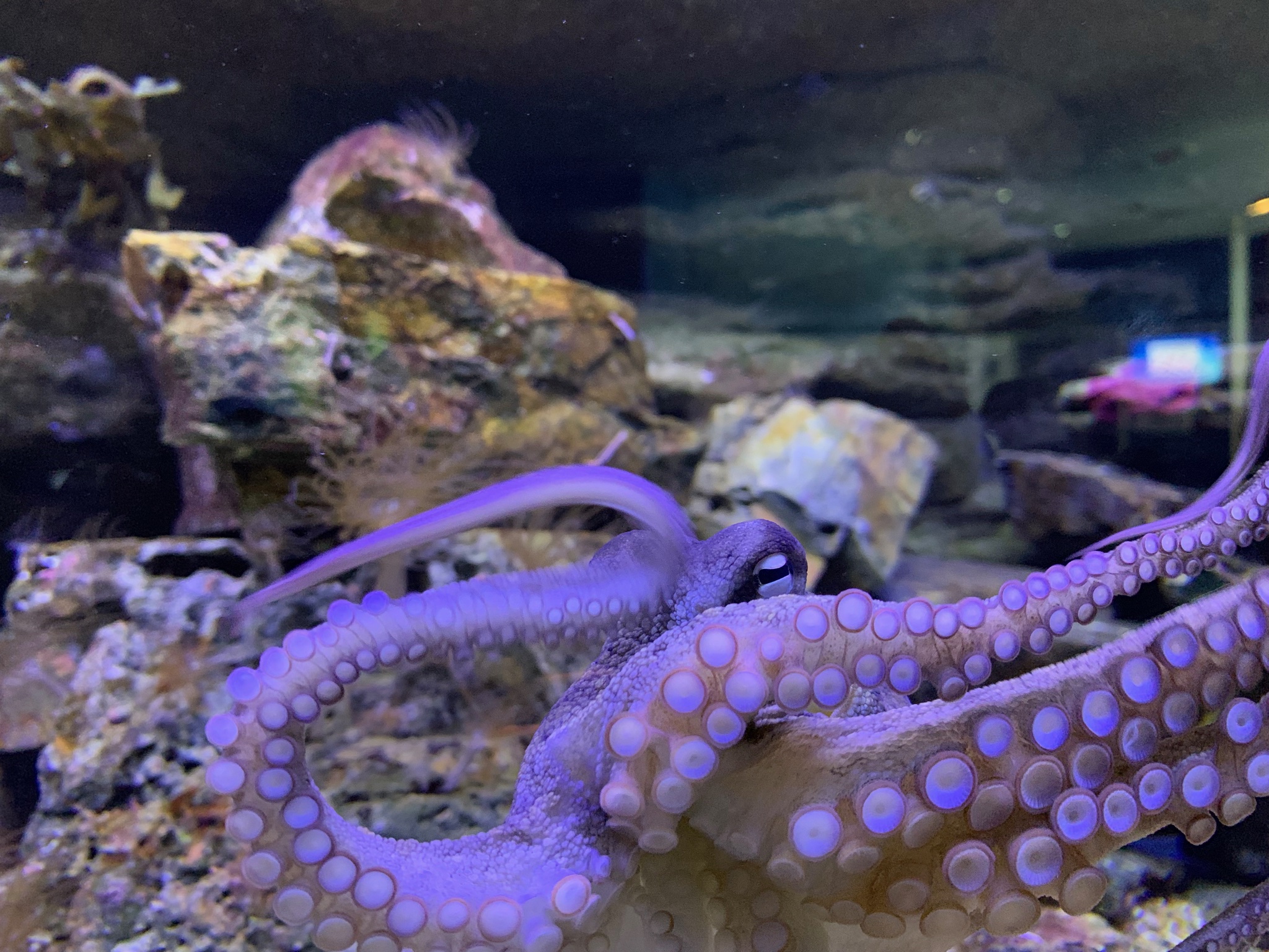 A Visit to Solitary Islands Aquarium