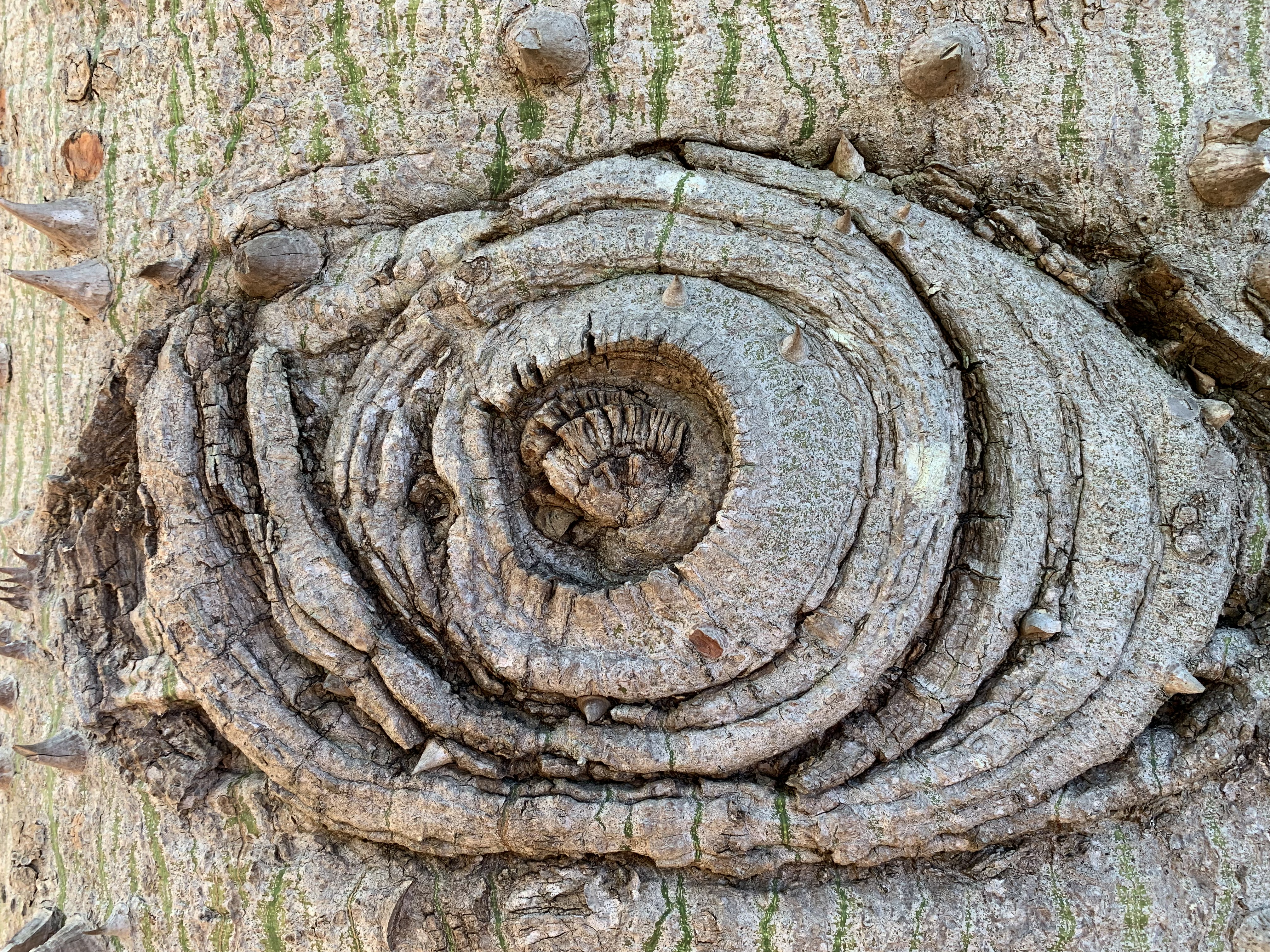 Coffs Harbour Botanic Gardens
