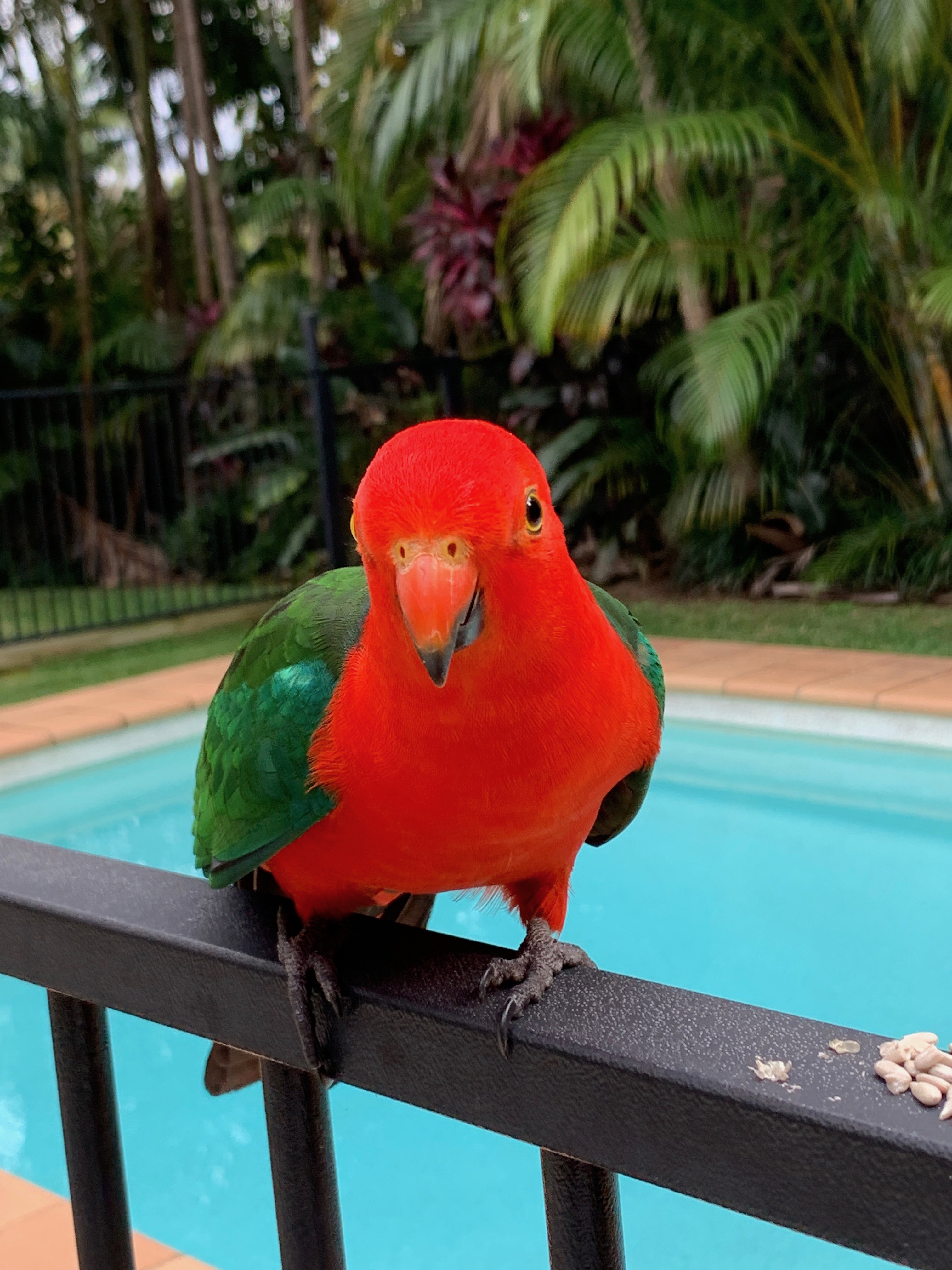 Australian King Parrot