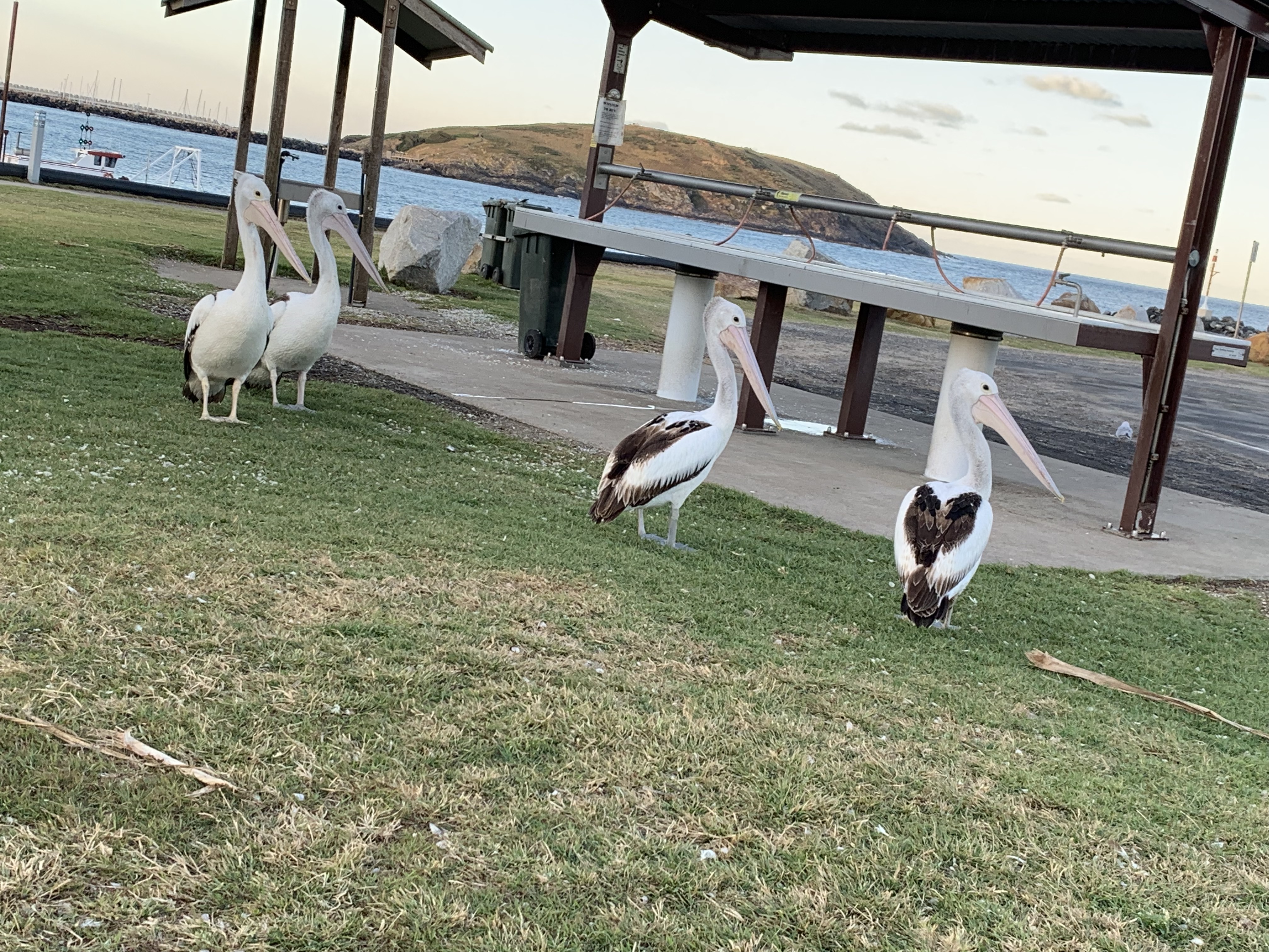 Pelicans