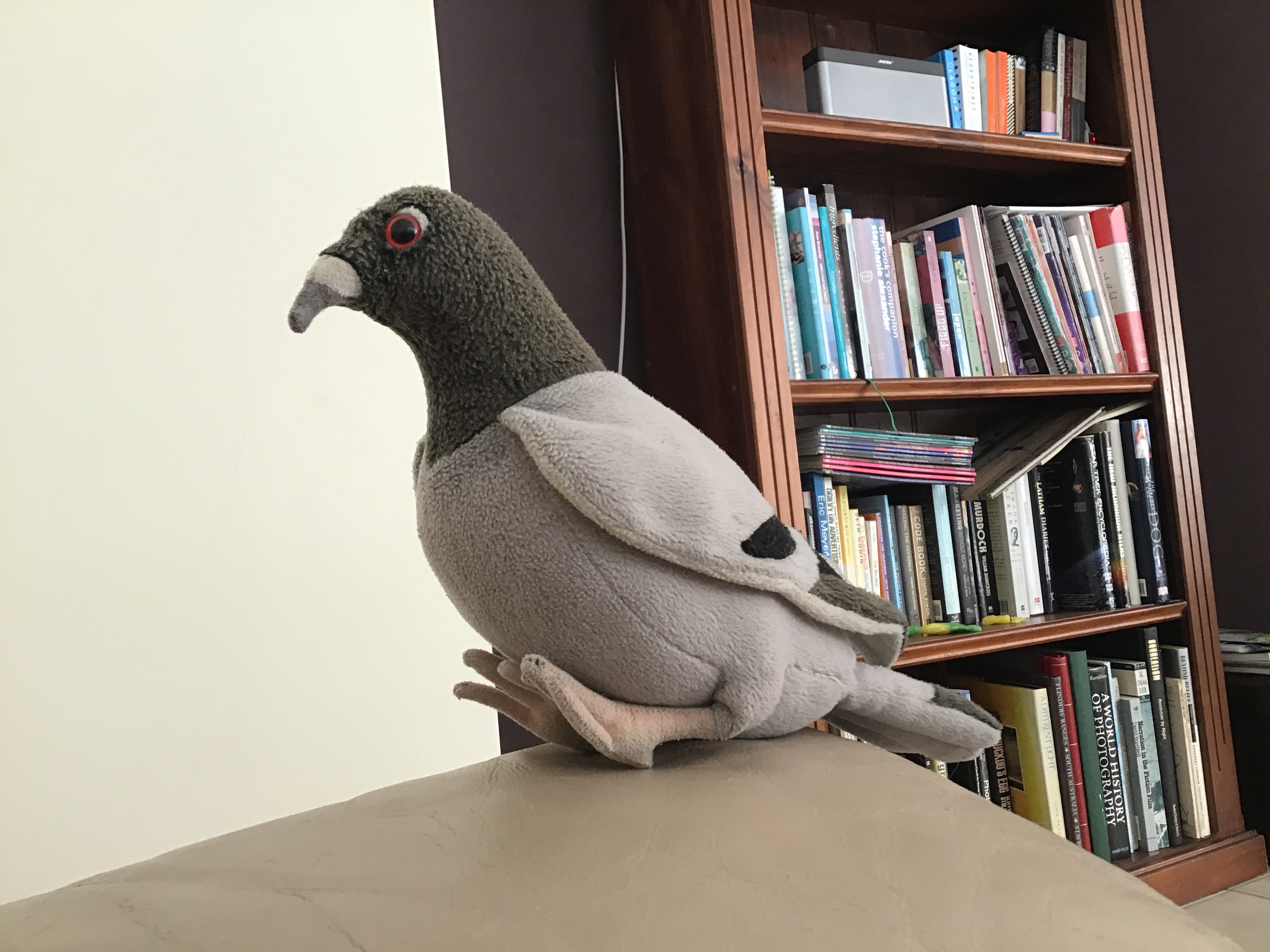 Mr Coo Coo’s Birthday Part 2